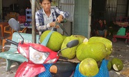 Nông sản miền Tây rớt giá thê thảm