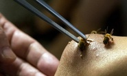 Một người bị ong rừng đốt tử vong khi đang khai thác keo