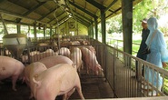 Chờ giá thịt heo giảm