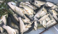 Cá chết hàng loạt bất thường trên sông Chu
