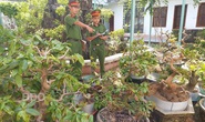 Trộm nhiều cây mai cảnh trị giá hơn nửa tỉ đồng rồi cắt phá thế để tránh bại lộ