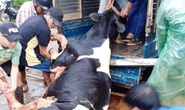 Lâm Đồng: Sét đánh chết gục 10 con bò sữa ngay tại máng ăn