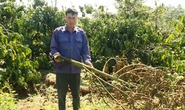 Hàng trăm cây sầu riêng bị kẻ xấu chặt hạ không thương tiếc