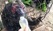 Khỉ mặt đỏ chết sau khi bàn giao công viên động vật hoang dã của FLC