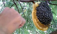 Rừng ở Cà Mau bị cháy do người dân trộm mật ong
