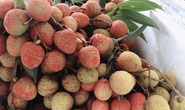 Vải thiều đầu mùa đã lo ế, giá rẻ