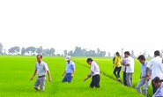 An Giang kiến nghị Thủ tướng cho xuất khẩu gạo đặc thù của tỉnh