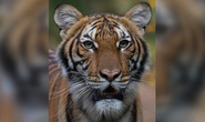 Mỹ: Hổ trong sở thú tại TP New York nhiễm Covid-19