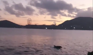CLIP: Biển Nha Trang vắng người, cá heo vào nhảy múa