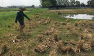 Sau cơn mưa lớn, một người dân đi bắt cua bị sét đánh chết
