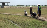 Nông dân ngồi khóc trên bờ ruộng vì lúa bất ngờ chết sạch