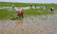 Có nên làm bảo tàng nông nghiệp 400 tỉ đồng?