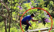 Người đàn ông bẻ hoa phượng tím tuyệt đẹp ở Đà Lạt khai gì?