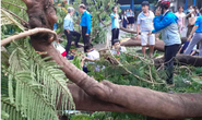 Bộ trưởng Phùng Xuân Nhạ gửi lời chia buồn tới gia đình học sinh tử vong do cây đổ
