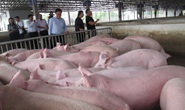 Một số công ty chăn nuôi phá cam kết giá heo hơi 70.000 đồng/kg