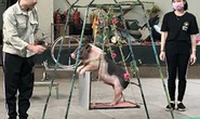 Đời nghệ sĩ xiếc thú