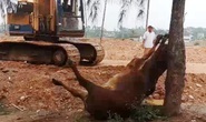 Hai người lạ xuất hiện, 4 con bò bỗng lăn ra chết bất thường