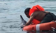Cứu hộ thành công một chú cá heo dạt vào bờ biển Đà Nẵng