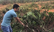 Cây trồng bị chặt phá, thủ phạm vẫn nhởn nhơ