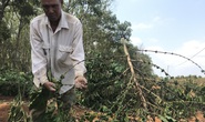 Gia Lai: Hàng ngàn cây cà phê sắp thu hoạch của làng nghèo bị chặt hạ trong đêm