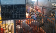 Giá heo giống tăng kỷ lục, có tiền chưa chắc mua được