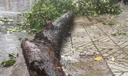 Mưa lớn, cây xanh gãy nhánh đè người đi đường