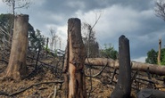 Khởi tố vụ phá rừng đầu nguồn thủy điện