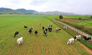 Vinamilk giữ vững tốp 50 công ty niêm yết tốt nhất Việt Nam năm 2020