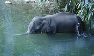 Bom mồi - vũ khí tước đi mạng sống của voi mang thai tại Ấn Độ