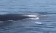 Cá voi khủng dài hơn 4m bất ngờ xuất hiện ở Cù Lao Chàm