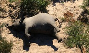Hơn 350 con voi chết bí ẩn ở Nam châu Phi