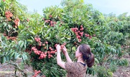 Trái cây Việt Nam rộng cửa sang Nhật
