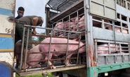 Heo thịt Thái Lan từng không cạnh tranh được với heo Việt, phải bán lỗ vốn