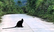 Đàn Voọc gáy trắng cắn trọng thương 3 người, xã đề xuất bắn súng chỉ thiên để đẩy đuổi