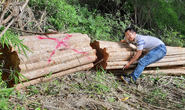 Phát hiện nhiều cây gỗ lớn bị triệt hạ ở khu vực biên giới