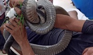 Nọc độc rắn hổ mang chúa 4,6 kg ở núi Bà Đen đã tấn công cơ tim người đàn ông