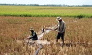 Lũ lớn giảm nhiều, hạn mặn thường xuyên hơn