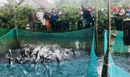 Hấp dẫn du lịch nông nghiệp