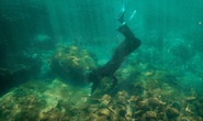 Tình nguyện lặn biển trồng san hô
