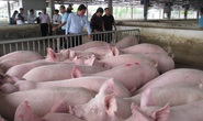 Chưa hết tháng ăn chay, giá thịt heo đã tăng trở lại