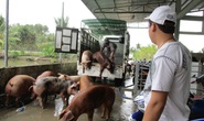 Hụt nguồn heo Thái Lan, heo hơi trong nước tăng giá