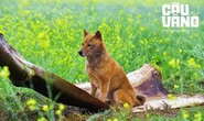 Những phim Việt vướng tranh cãi, bị tẩy chay