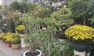Hoa kiểng Tết đổ ra đường bán sớm, giá còn khá rẻ