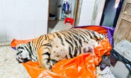 Phát hiện con hổ lớn nặng khoảng 250 kg trong nhà dân