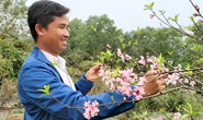 CLIP: Hoa đào nở thắm thủ phủ đào phai lớn nhất xứ Thanh