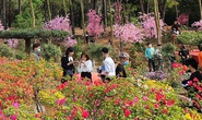 Thung lũng ngàn hoa - điểm check in lý tưởng của giới trẻ khi đến với Phủ Na