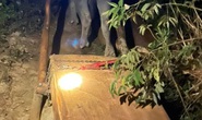 Lâm tặc liên tiếp tàn phá rừng quý, chủ rừng ở đâu?