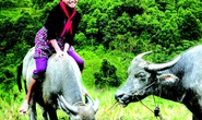 Tết “thời trâu cày”
