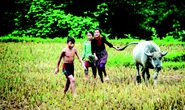 Chúa tể đồng xanh
