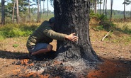 Lâm Đồng: Manh động ken gốc, đốt cây và đầu độc rừng còn đe dọa người dân phản ánh